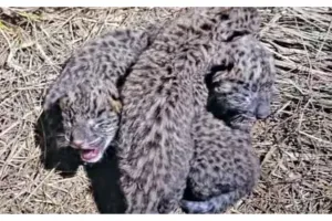 पिथौरागढ़ः गुलदार ने शावकों को सुनसान इमारत में छोड़ा, क्षेत्रवासियों में दहशत