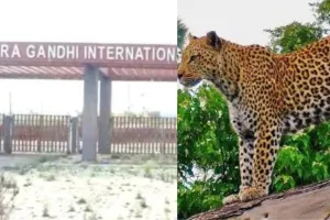 हल्द्वानीः जंगली जानवरों के डर से इंदिरा गांधी अंतर्राष्ट्रीय स्टेडियम की सुरक्षा में लगे कर्मी भयभीत 