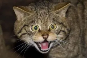 रुद्रपुर: पड़ोसी इस बात से खफा था कि उसे बिल्ली चोरी के नाम पर बदनाम किया ...फिर हुआ ये...