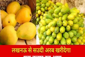 लखनऊ: यूएई से आए कद्रदान, एक हजार टन खरीदेंगे आम