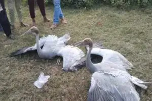 बरेली जंक्शन पर ट्रेन से टकराकर घायल हुआ सारस, आईवीआरआई इलाज के लिए ले गई जीआरपी