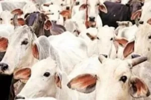 गौशाला की बदतर हालत का वीडियो वायरल होने पर जागे जिम्मेदार