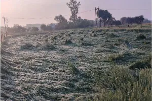 बरेली: देर रात मूसलधार बारिश, खेतों में बिछी सरसों और गेहूं