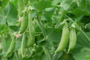 रुद्रपुर: बोले कुलपति...किसानों की आय बढ़ायेगी दलहनी मटर की नई प्रजातियों से