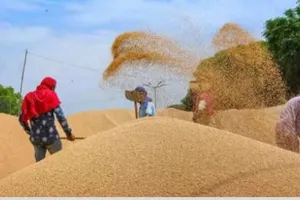 रुद्रपुरः दो दिन शेष, अब तक नहीं मिली गेहूं क्रय एजेंसियों को अनुमति