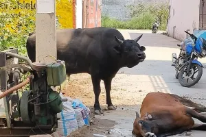 अमरोहा: दो सांडों में खूनी संघर्ष, एक की मौत