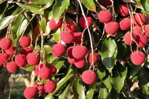 बिहार में किसानों को किया जा रहा लीची की नई किस्मों के उत्पादन के लिए प्रोत्साहित 