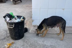 बरेली: जिला अस्पताल के वॉर्ड में घुसा कुत्ता, दो कर्मचारी निलंबित