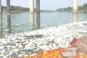 गोदावरी के तट पर मृत मिलीं लाखों मछलियां, जांच में जुटा मत्स्य विभाग