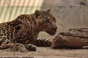 लखनऊ : प्राणि उद्यान में वृद्ध तेंदुआ अशोका का निधन