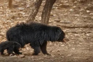 राजस्थान: सरिस्का में 112 साल बाद लाए गये नर और मादा भालू