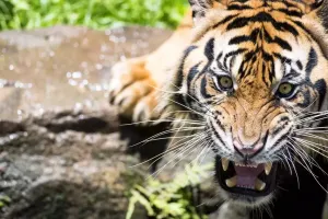 धुमाकोट:  बाघ की वजह से 17 एवं 18 अप्रैल को दो दिवसीय अवकाश घोषित और शाम 7 बजे से सुबह 6 बजे तक रहेगा कर्फ्यू 