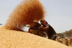 रुद्रपुर: किसानों के गेहूं का 72 घंटे में भुगतान करेगा टीडीसी 