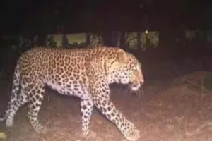 बलरामपुर: तेंदुए के हमले में किशोरी समेत चार लोग जख्मी