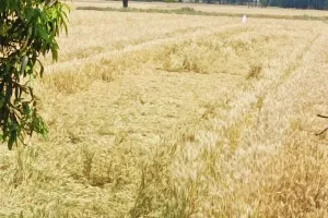 बहराइच: सरकारी आंकड़ों में बेमौसम बारिश से महज 15 फीसद फसल हुआ बर्बाद