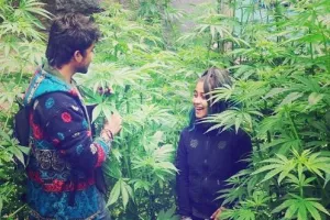 शिमला: भांग की खेती कानूनी वैधता, राज्य की आर्थिकी को मिलेगा संबल