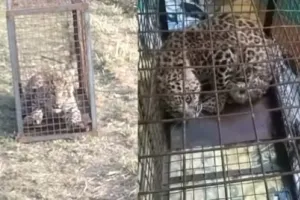 पौड़ी गढ़वाल: बंदर के पिंजरे में कैद हो गया गुलदार 