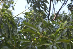 बरेली: 15 प्रतिशत आम का बौर प्रभावित, होगा महंगा