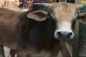 अमरोहा : सांड की टक्कर से बाइक सवार संभल का युवक घायल, शादी के कार्ड बांटने गया था संजू