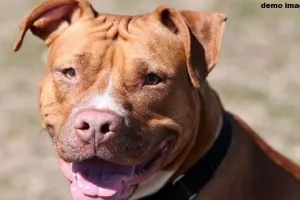 रामपुर : प्रतिबंधित पिटबुल कुत्ते ने 6 वर्षीय बच्ची को किया लहूलुहान