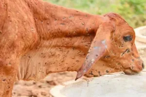 पंजाब में लंपी त्वचा रोग के खिलाफ 90 फीसदी मवेशियों का टीकाकरण 