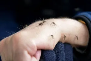 Poison for Mosquitoes: मच्छरों के लिए जहर से कम नहीं किचन की ये 5 चीजें, ऐसे करें यूज 