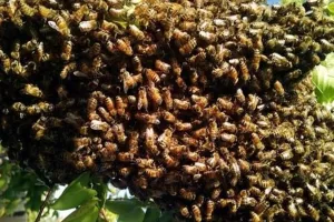 शादी समारोह में मधुमक्खियों का हमला, जान बचाकर भागे दूल्हा-दुल्हन, एक दर्जन लोग घायल