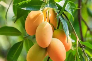 सीआईएसएच बढ़ाएगा आम की मिठास, रहेगा सुरक्षित