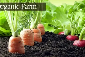 रुद्रपुर: यूएसनगर में 4574 किसान, 4881 हेक्टेयर भूमि में कर रहे जैविक खेती