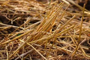 दिनेशपुर: पशुपालकों को दुगने दामों में खरीदना पड़ रहा है भूसा