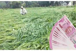 खटीमाः किसानों को मिले 50 हजार रुपये प्रति एकड़ मुआवजा- भुवन चंद्र कापड़ी