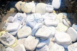 Kashipur News: खाद्य विभाग ने पकड़ा 330 किलो मिलावटी पनीर, डेयरियों में भी छापा, मचा हडकंप