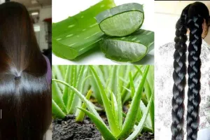 रूखे-सूखे बेजान बालों में जान डाल देता है एलोवेरा, जानिए कैसे करें इस्तेमाल और क्या हैं फायदे