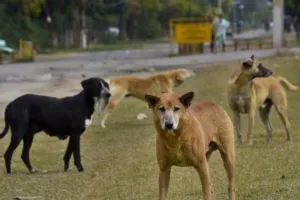 छत्तीसगढ़ : दुकान जा रही 5 साल की बच्ची को करीब आधे घंटे तक नोंचते रहे कुत्ते, हुई मौत