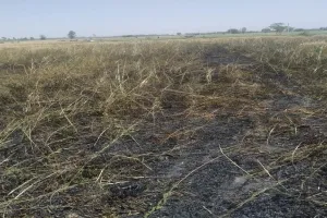 अमरोहा : बिजली के तारों से गिरी चिंगारी, छह बीघा गेहूं की फसल जली