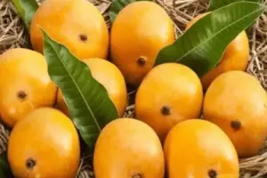 अब EMI पर मिलने लगे 'फलों के राजा',  अल्फांसो आम के दाम में बेतहाशा बढ़ोतरी को देखते फैसला  