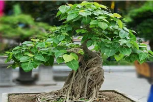 Peepal Ka Ped : घर में नहीं लगाना चाहिए पीपल का पेड़, जानिए क्या है मान्यता?