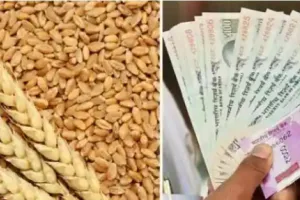 रुद्रपुर: किसानों से 2150 रुपया प्रति क्विंटल के हिसाब से गेहूं खरीदेगा टीडीसी 