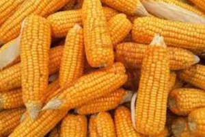 देश में पांच साल में मक्का उत्पादन बढ़ाकर 4.4-4.5 करोड़ टन करने की जरूरत