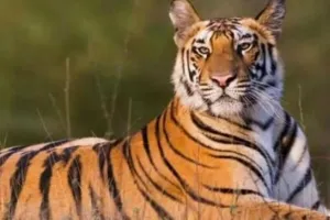 Global Tiger Day: रामनगर के कॉर्बेट पार्क में मिला बाघिन का शव, मचा हड़कंप