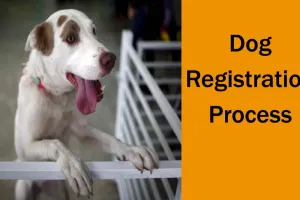 हल्द्वानी: पालतू कुत्तों का करा लें पंजीकरण, नहीं तो होगी कार्रवाई 