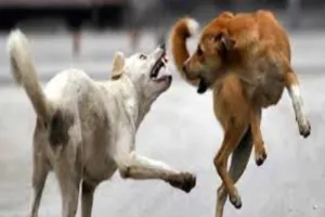 हरदोई: शाहाबाद में लाचार बंदर को कुत्तों ने नोच कर मार डाला