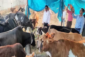 उत्तराखंड में लंपी वायरस की दस्तक से मुरादाबाद में भी सतर्कता, पशु चिकित्सा विभाग ने गठित की टीमें