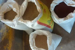 हल्द्वानी: जनपद में 1.32 लाख कार्डधारकों तक पहुंचा मडुवा, 1323.67 क्विंटल मडुवा वितरण हुआ प्रारंभ 