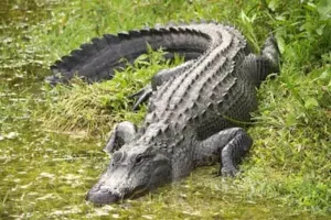 बहराइच : खेत गए किसान को मगरमच्छ ने बनाया निवाला, 24 घंटे बाद मिला शव, कल से था लापता..