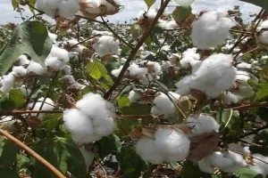 महाराष्ट्र : कपास किसान 5,000 रुपये प्रति क्विंटल सब्सिडी की मांग को लेकर निकालेंगे रैली 