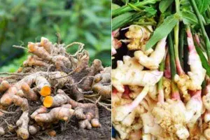 गरमपानी: हल्दी व अदरक का बीज उपलब्ध न कराए जाने से किसान मायूस