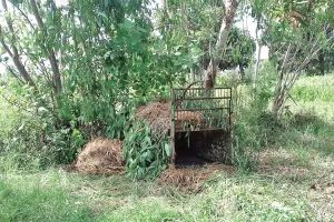 Jaspur News : गुलदार ने युवक पर किया हमला, हालत गंभीर, हायर सेंटर रेफर, वन विभाग ने लगाया पिंजड़ा