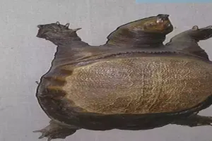 हरियाणा में मिला 150 किलो वजनी दुलर्भ प्रजाति का कछुआ, उसकी उम्र 150 वर्ष