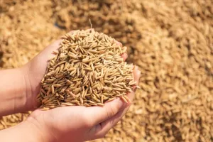 बरेली: धान की खेती को पहुंचा 812 क्विंटल बीज